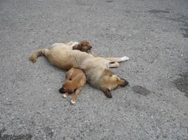 chien brun adulte avec deux chiots bruns dormant photo