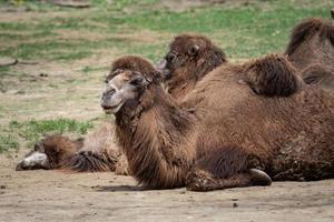 chameau de Bactriane camelus bactrianus reposant sur le sol. chameau bactrien à deux bosses photo