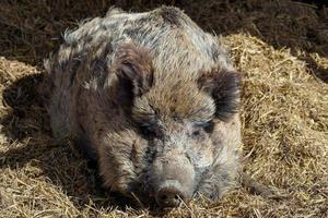 sanglier sus scrofa dormir photo