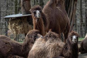 chameau bactrien camelus bactrianus reposant sur le sol. chameau de bactriane bosse photo