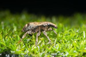 Macro scarabée sur l'herbe