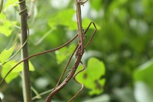 fourmis marchant sur des branches d'arbres photo