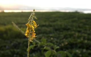 crotalaire striée. la beauté des fleurs au bord du lac photo