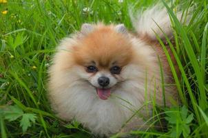 un petit chien aux cheveux roux dans l'herbe. spitz marchant dans le jardin photo