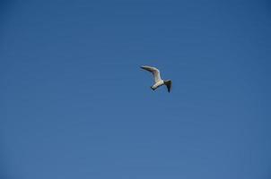 une mouette dans le ciel. le fond du ciel est bleu avec un oiseau photo