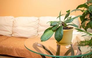 ficus de plantes d'intérieur sur table en verre dans un vrai salon avant un canapé lumineux. intérieur de maison élégant avec des plantes d'intérieur. photo