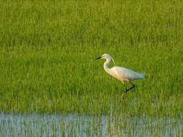 petite aigrette marchant sur le terrain photo