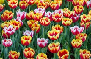 champs de fleurs de tulipes colorées qui fleurissent dans le jardin photo