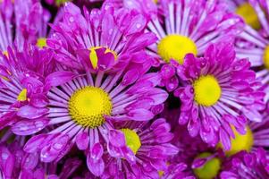 fleur de marguerite de chrysanthèmes violets photo