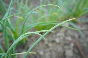 oignons verts qui poussent dans le jardin photo