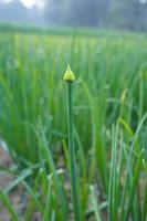 oignons verts qui poussent dans le jardin photo