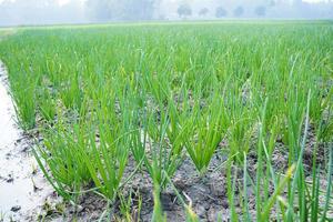 oignons verts qui poussent dans le jardin photo