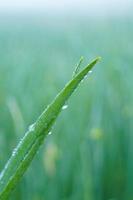 oignons verts qui poussent dans le jardin photo