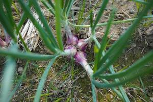 oignons verts qui poussent dans le jardin photo