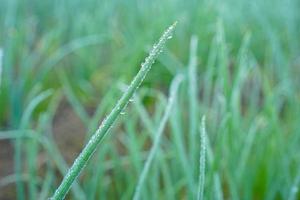 oignons verts qui poussent dans le jardin photo