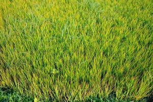 graines de riz à planter dans les rizières photo