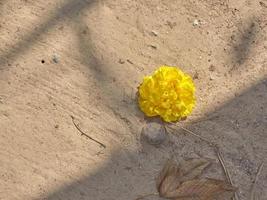 une fleur jaune dans le sable . fond naturel photo