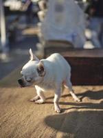 portrait en gros plan d'un chien chihuahua solitaire. photo