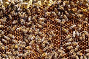 la structure hexagonale abstraite est en nid d'abeille de la ruche d'abeilles remplie photo