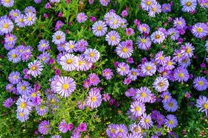 Belle fleur sauvage aster faux tournesol sur fond prairie photo