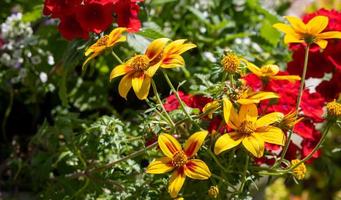 la fleur du bidens ferulifolia bidans brillant est de couleur jaune photo