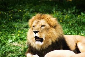 lion bâille au zoo photo