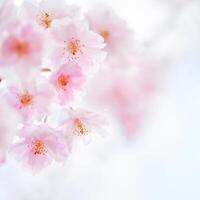 fond de fleur de cerisier rose photo