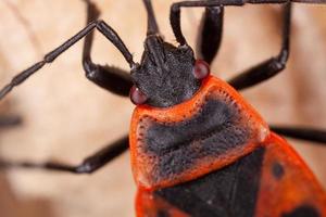 gros plan macro d'un insecte photo