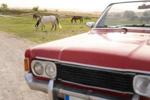 vieux cabriolet rouge sur fond de chevaux dans les pâturages. photo