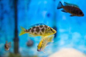 beaux poissons colorés dans l'aquarium photo