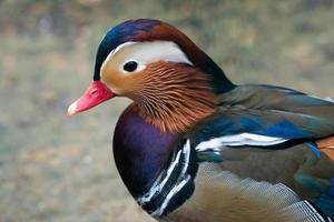 beau gros plan canard mandarin photo