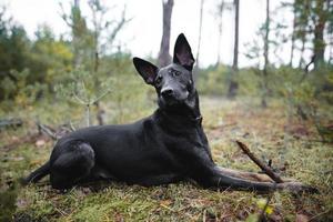 un jeune chien noir de race pure ronge un bâton dans la forêt. photo