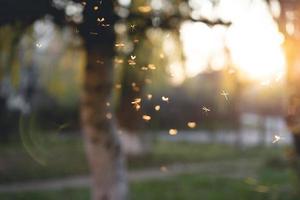 beaucoup de moustiques au coucher du soleil photo