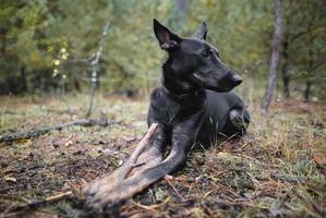 un jeune chien noir de race pure ronge un bâton dans la forêt. photo