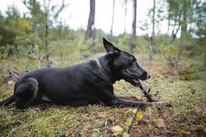 un jeune chien noir de race pure ronge un bâton dans la forêt. photo