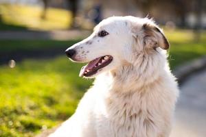 beau portrait en gros plan d'un chien photo