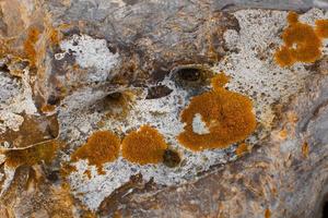 mousse, lichen sur la pierre, abstrait photo