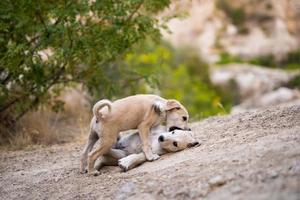 les petits chiots jouent photo