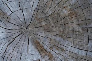 gros plan de la texture du bois avec des fibres naturelles, matériau du panneau pour la construction