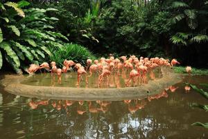 un troupeau de flamants roses et rouges grouillants au zoo de singapour photo