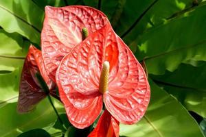 Les fleurs d'anthurium rouges dans le jardin sont couramment cultivées comme plantes ornementales et fleurs coupées. mise au point douce et sélective. photo