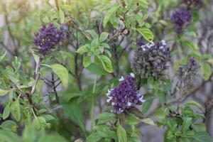 la fleur violette et blanche du basilic doux ou du thym est un légume et une herbe de thaïlande avec la lumière du soleil le matin. photo