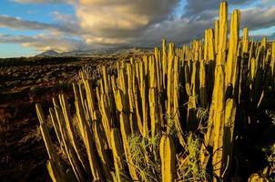 vue sur le désert avec cactus photo