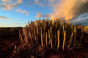 vue sur le désert avec cactus photo