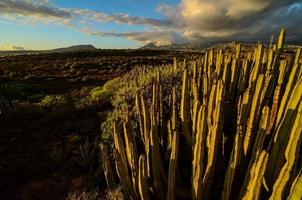 vue sur le désert avec cactus photo