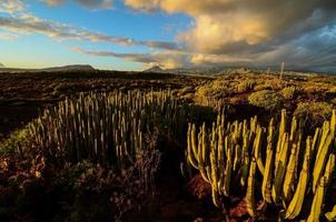 vue sur le désert avec cactus photo