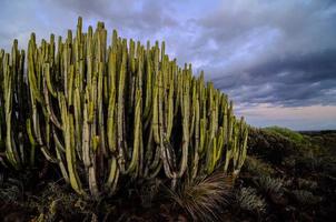 vue sur le désert avec cactus photo