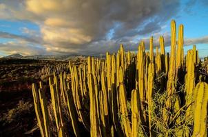 vue sur le désert avec cactus photo