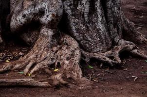 gros plan des racines des arbres photo