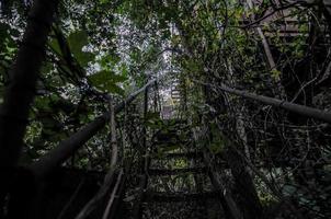 escaliers dans la vue sur la forêt
